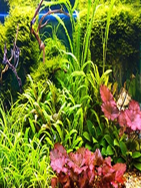 Bunte Unterwasserwelt