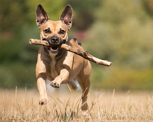 Hund mit Stöckchen