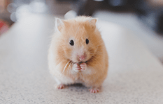 Goldhamster